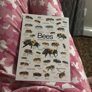Bees